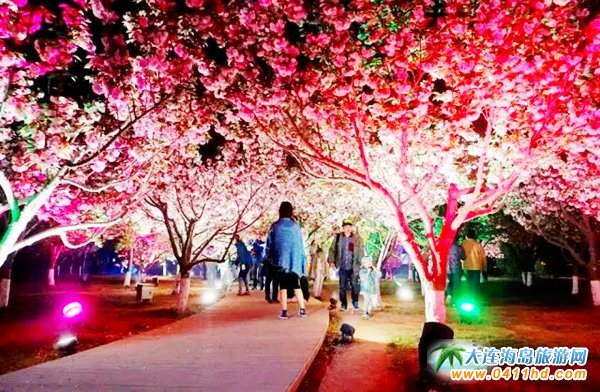 2018大連旅順櫻花節